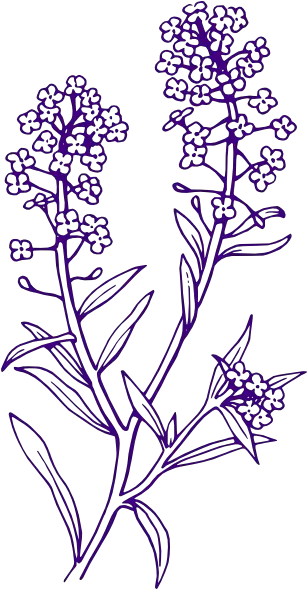  Purple Filler Flowers Png Clip Arts For Web Clip Arts Free Lavender Clipart Black And White Flowers Clip Art Png