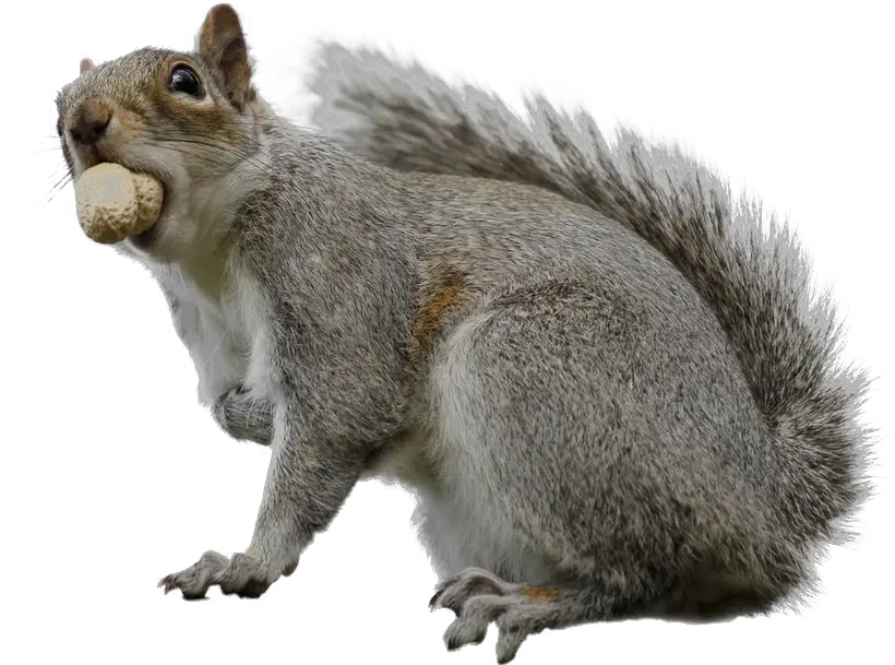  Squirrel Download Transparent Png Image Fox Squirrel Squirrel Transparent