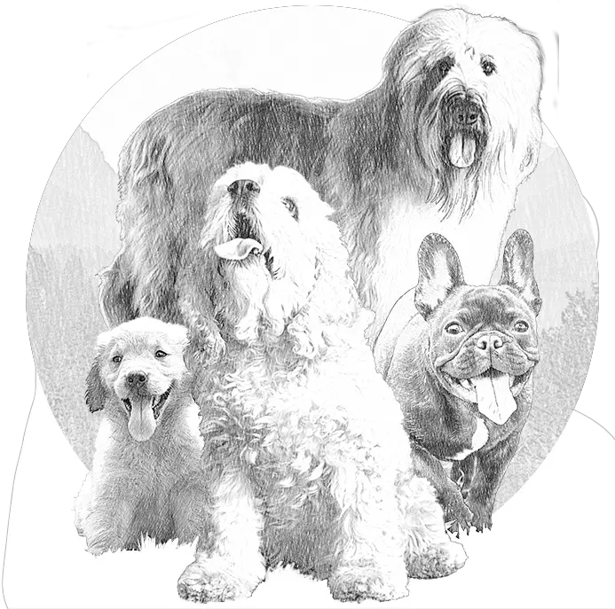  Dog Drawing Png Miniature Poodle Poodle Png