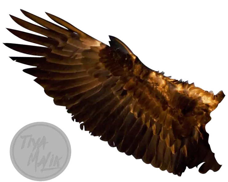  Download Wings Free Png Transparent Image And Clipart Eagle Wing Transparent Wings Transparent Background