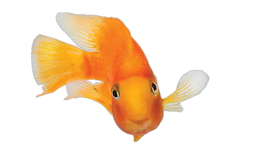  Fish Images More Photos Goldfish Png Tropical Fish Png