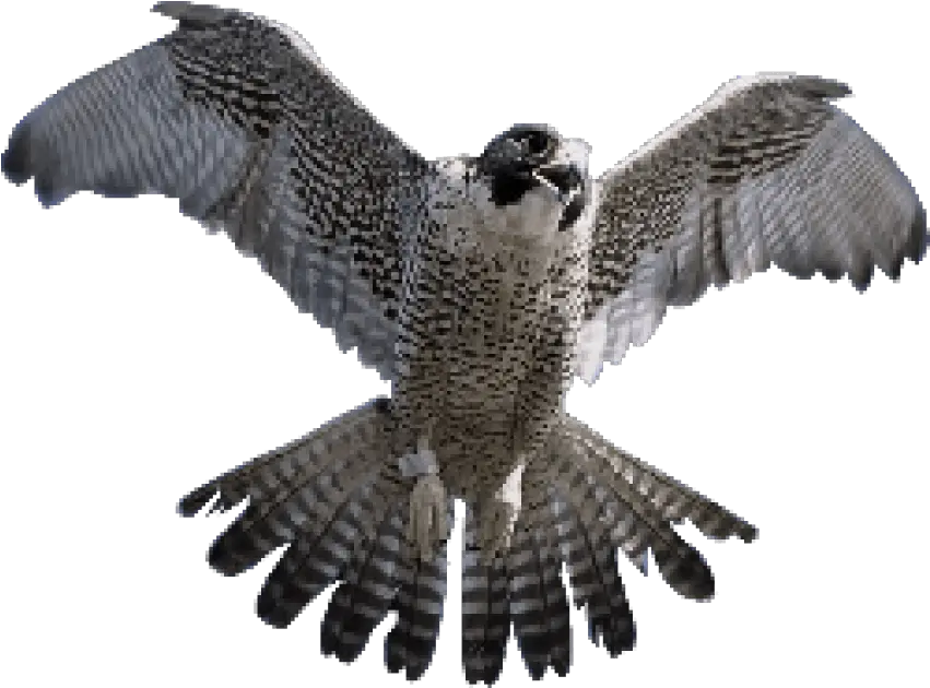  Falcon Png Transparent Images Peregrine Falcon Falcon Png