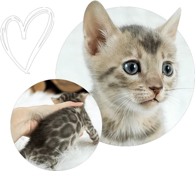  Download Cats Kittens For Sale Kitten Png Kittens Png