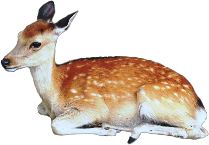  Download Brown Deer With White Spots Baby Deer Png Deer Transparent