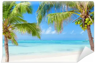  Tropical Beach With Coconut Palms And Transparent Waters Wall Mural U2022 Pixers We Live To Change Attalea Speciosa Png Beach Transparent