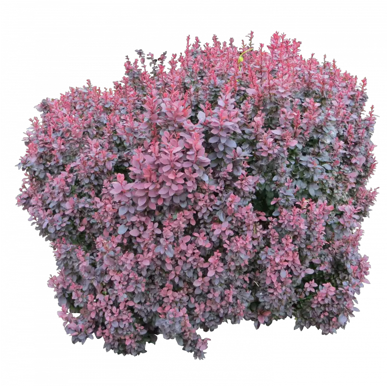  Bushes Png Picture Colourful Bush Png Shrubs Png