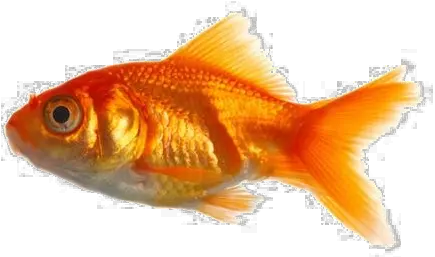  Goldfish Png Transparent Image Real Fish Png Goldfish Transparent