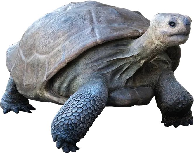  Download Free Png Galapagos Tortoise Turtle Png Tortoise Png