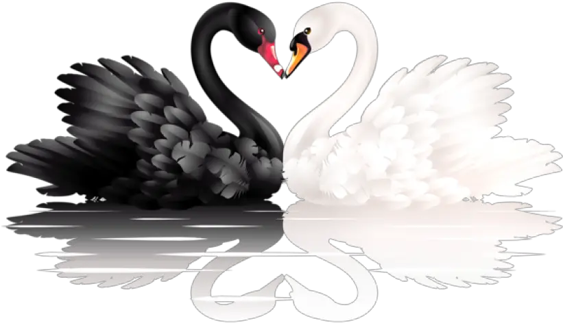  Black And White Swan Png Black Swan White Swan Swan Png