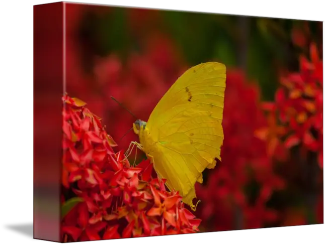  Yellow Butterfly Gonepteryx Rhamni Png Yellow Butterfly Png