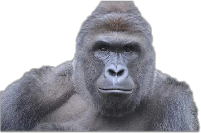  Harambe Transparent Png Clipart Free Harambe Png Harambe Transparent