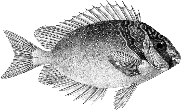  Filesiganus Virgatus Daypng Wikimedia Commons Rabbitfish Flounder Png