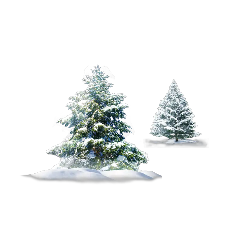  Trees Snow Christmas Evergreen Pine Spruce Png Snowy Pine Tree Png Evergreen Png