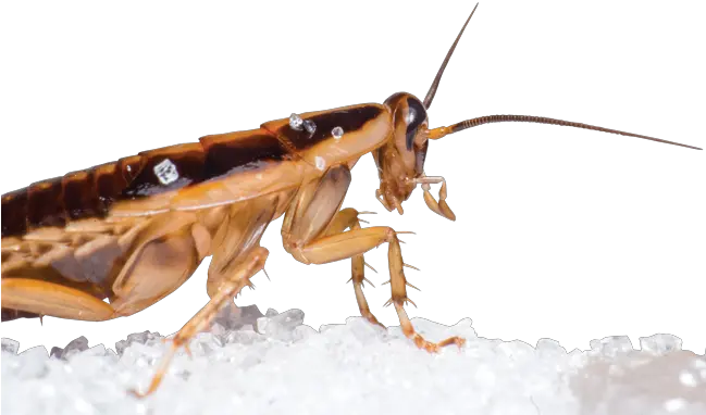  12 Expert Tips For Cockroach Hunting Difference Between Grasshopper And Cockroach Png Cockroach Transparent