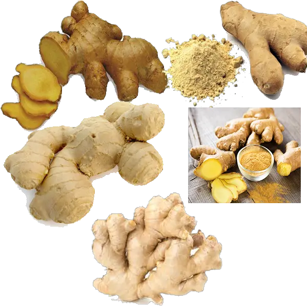  Ceylonka Brown Vegetables Png Ginger Png