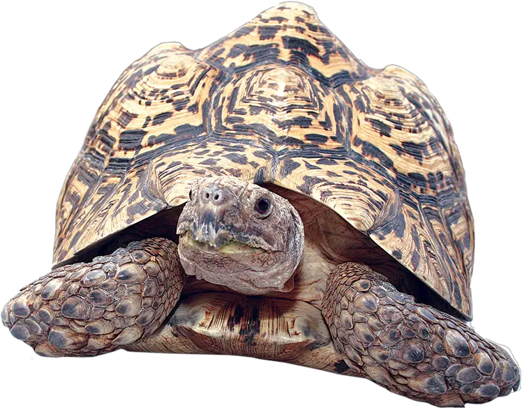  Download Clipart Turtle Gopher Tortoise Leopard Tortoise Png Tortoise Png