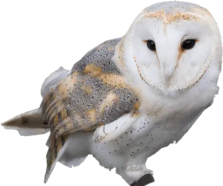  Top Barn Owl Stickers For Android Ios Transparent Snowy Owl Gif Png Barn Owl Icon