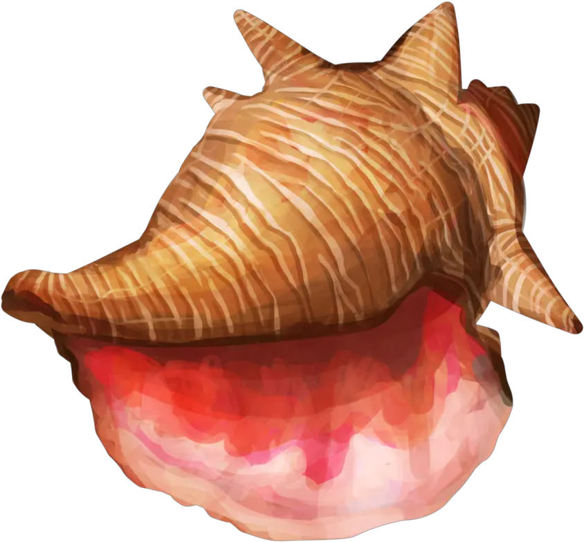  Conch Shell Png High Conch Shell Png Shell Png