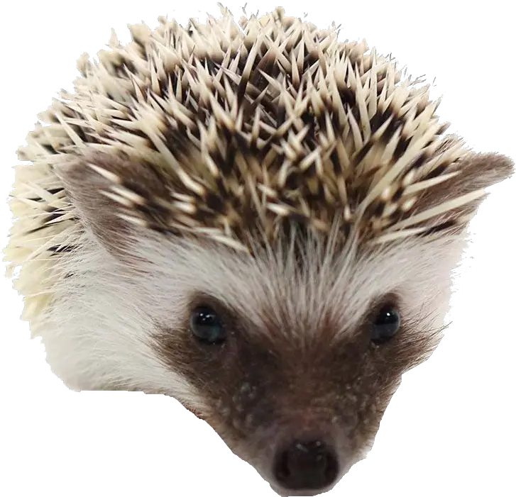  Hedgehog Png Transparent Images Free Download Background