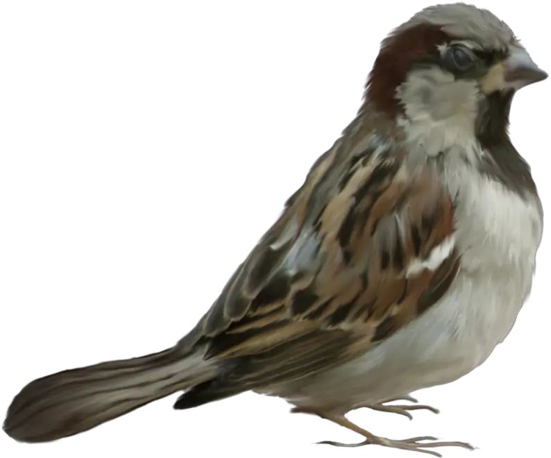  Sparrow Png Images Free Download Serçe Resimleri Png Sparrow Png