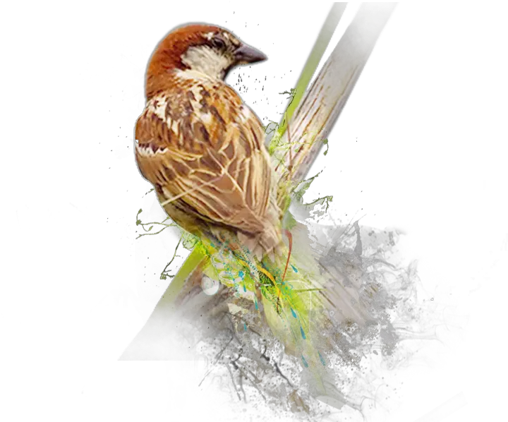  Sparrow Png Image World Sparrow Day 2019 Theme Sparrow Png