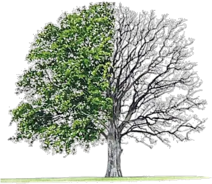  Download Earth Day Special April Bur Oak Tree Png Image Hardwood Softwoods Oak Tree Png