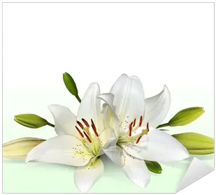  Easter Lily Flowers Also Known As November Lilies Sticker U2022 Pixers We Live To Change Transparent Background Easter Lily Png Easter Lily Png