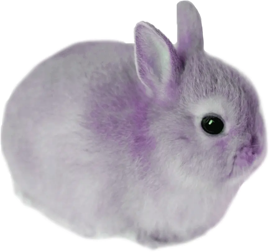  Portfolio Calmgames Isabellechaligne Png Bunny Icon Tumblr