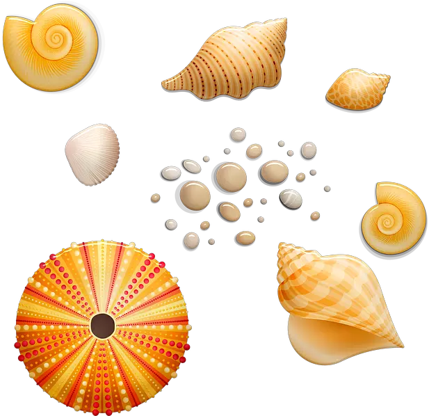  Seashells Shell Beach Seashell Png Seashells Png