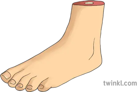  A Foot Illustration For Women Png Foot Png