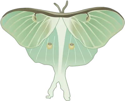  Download Luna Moth Clipart Watercolor Luna Moth Drawin G Transparent Luna Moth Clipart Transparent Background Moths Png Moth Icon