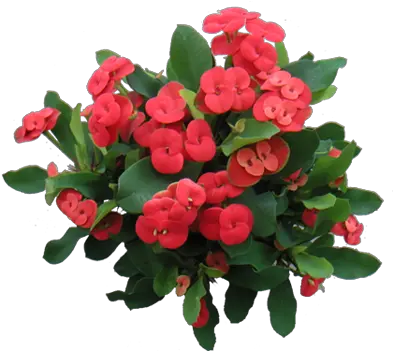  My Crown Of Thorns Looks Like This When It Blooms Euphorbia Milii Png Crown Of Thorns Png