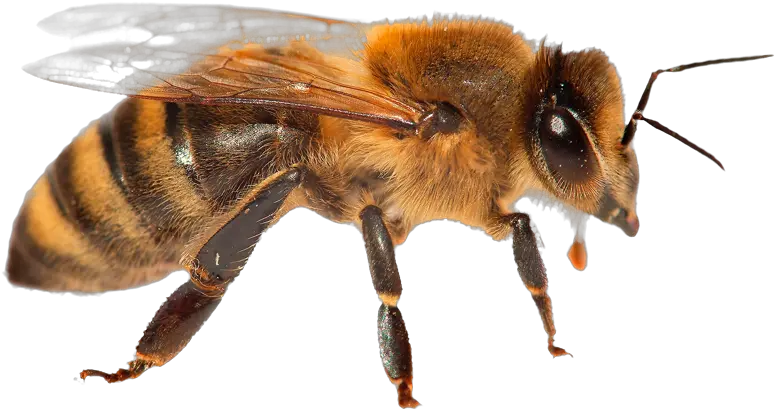  Animal Facts Bees Safe Animal Squad Together We Can Honeybee Png Queen Bee Png