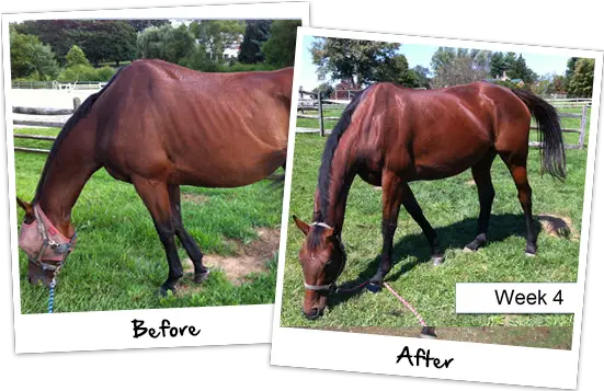  Horse Supplement Reviews Testimonials Platinum Performance Before And After Png Platinum Cats Vs Dogs Icon