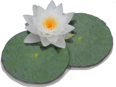  Download Free Png Lily Pad Transparent Padpng Lily Pad Transparent Background Lily Transparent Background