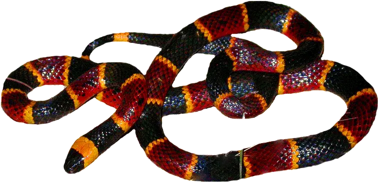  Carolina Reptile Rescue U0026 Education Center How To Id A Eastern Coral Snake Png Snake Transparent