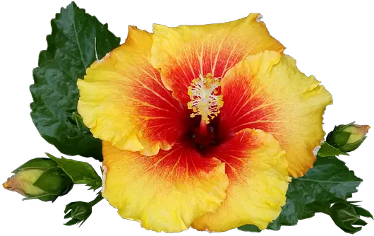  Download Hd Hibiscus Flower Tropical Plant Bloom Red Transparent Tropical Flower Png Tropical Flower Png