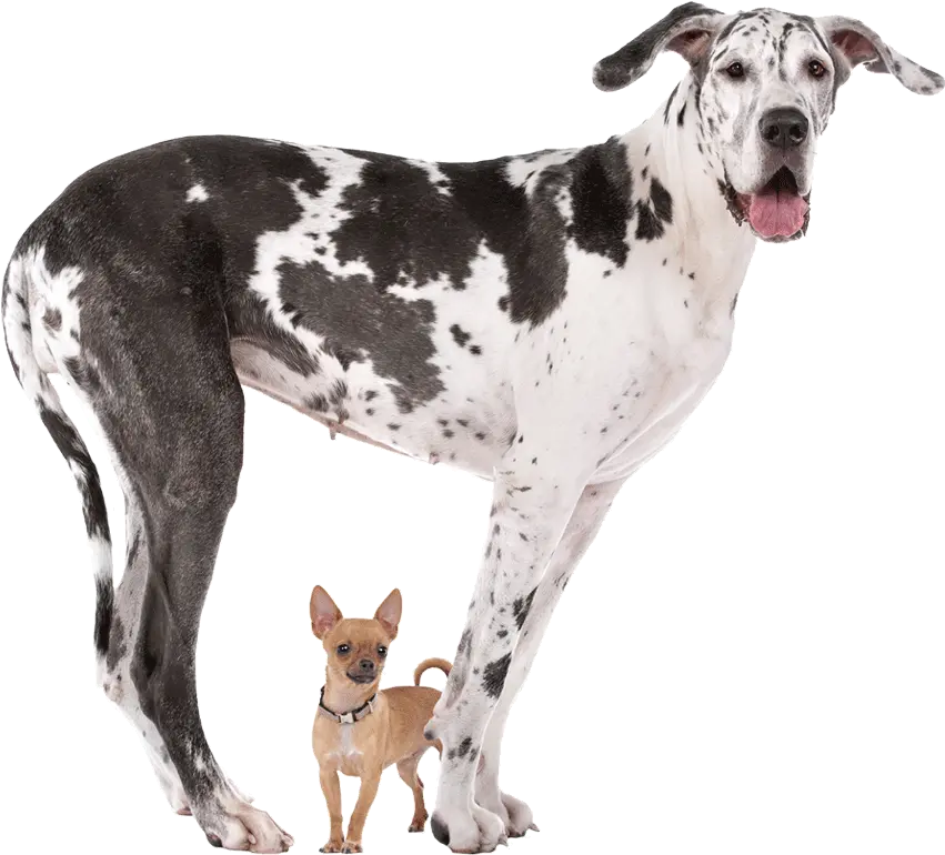  South Bark Dog Wash Chihuahua And Big Dog Png Great Dane Png