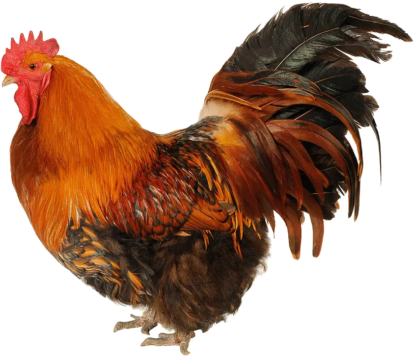  Png Sector Chicken Cartoon Cock Png Image And Clipart Chicken Png Chicken Transparent Background