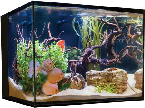  Cobalt C Vue Aquarium Kit 45 Gallon C Vue Aquarium Png Fish Tank Png