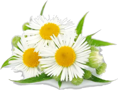  Chamomile Png Transparent Images 3 400 X 305 Webcomicmsnet Chamomile Transparent Daisy Transparent Background