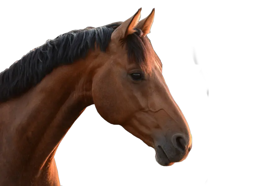  Download Horse Head Png Real Life Horse Head Real Horse Head Png