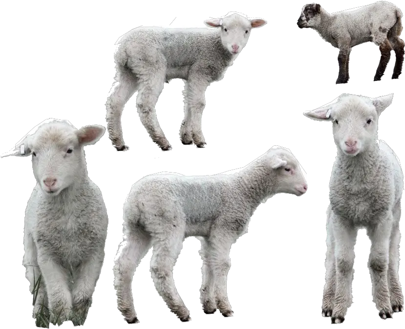  Lamb High Quality Png Sheep Lamb Png