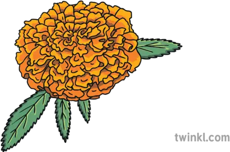  Dead Bingo English Marigold Flower Ks1 Sunflower Png Dead Flowers Png