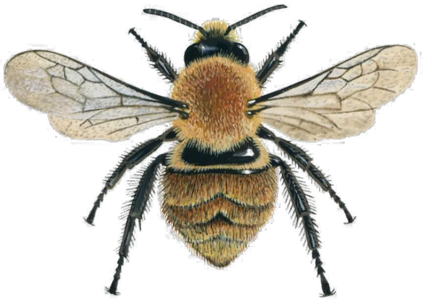  Bee Png Image File Bumble