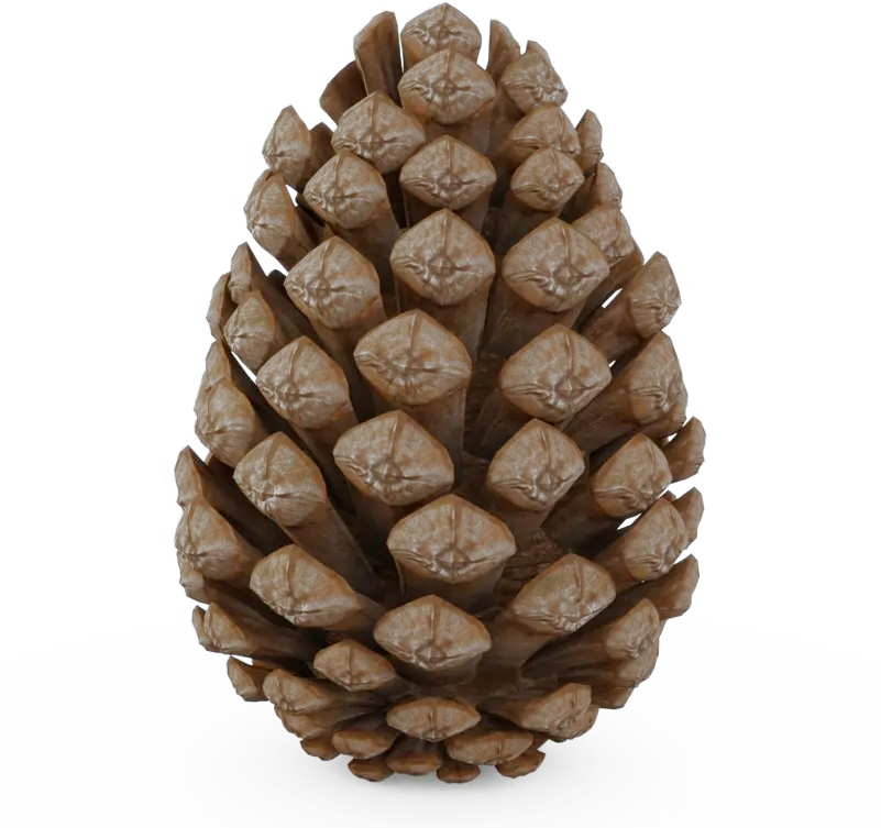  Pinecone Png Transparent Pine Cone Free 3d Model Pine Cone Png