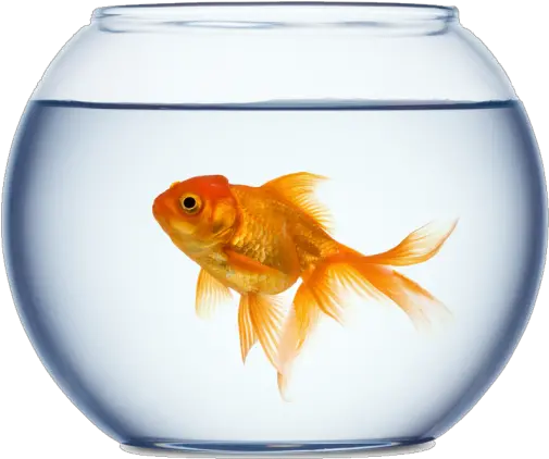  App Insights Golden Fishbowl Live Wallpaper Apptopia Fish Bowl Price In Nepal Png Fish Bowl Icon