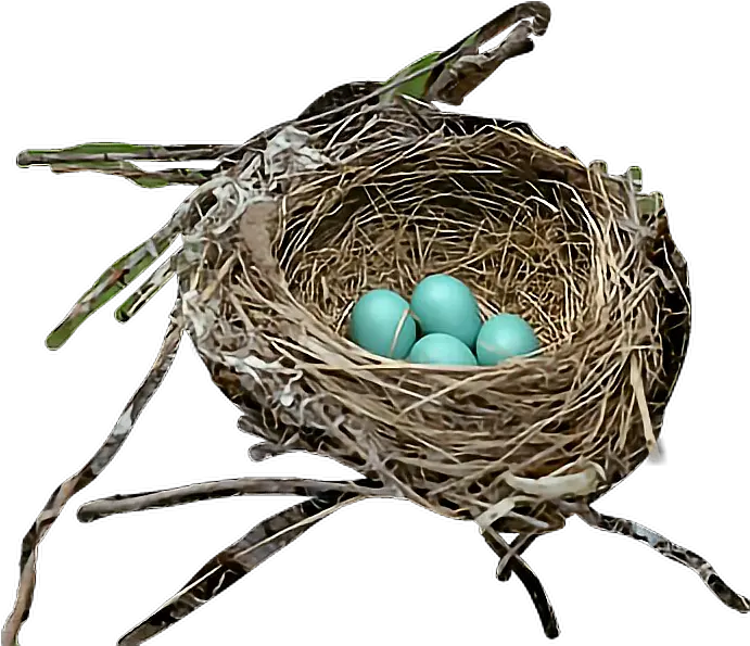  Bird Robin Bird Nest Transparent Png Bird Nest Png