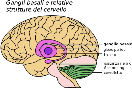  Basal Ganglia And Related Basal Ganglia And Substantia Nigra Png It Png