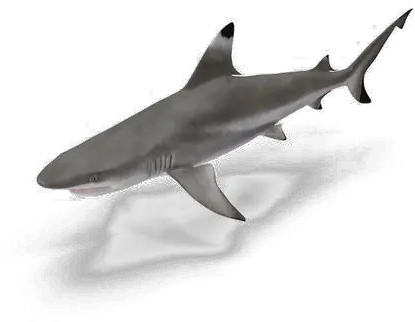  Shark Transparent Image Silky Shark Transparent Background Png Shark Transparent